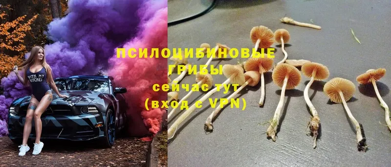 Галлюциногенные грибы Magic Shrooms  гидра как войти  Новомосковск 